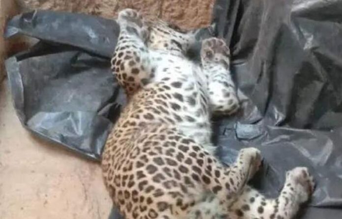 leopard 1