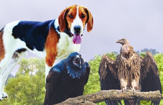 ANIMAL