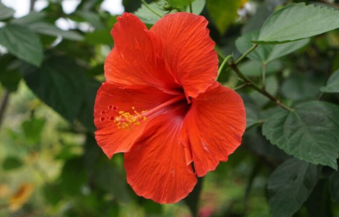 hibiscus