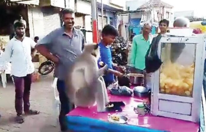 monkey panipuri
