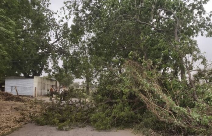 tree jalana 1
