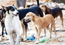 भटक्या कुत्र्यांना तत्काळ हटवा! सर्वोच्च न्यायालयाचे आदेश