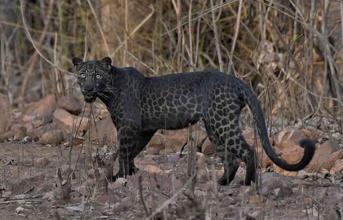 black leopard