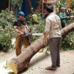 नाशिक जिल्ह्यातील वृक्षतोडीला हरित लवादाची अंतरिम स्थगिती, कायदेशीर प्रक्रियेशिवाय एकही झाड तोडता येणार नाही