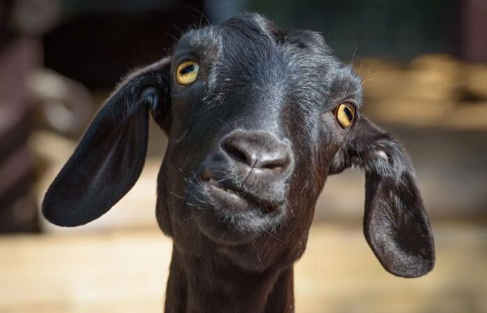 goat