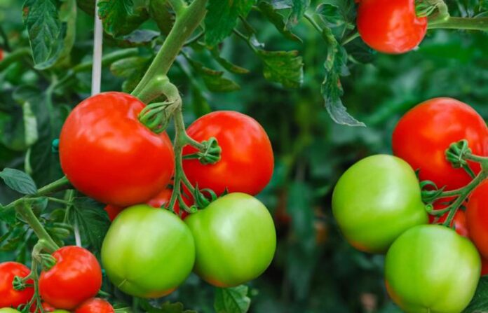 tomatoes