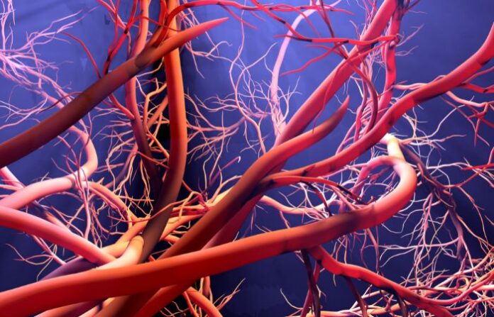 Blood Vessel