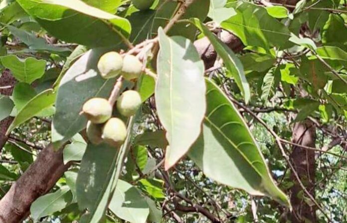 Hirda Gum tree