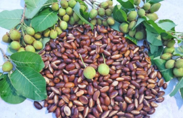 Mohua seeds