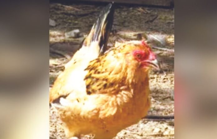Old hen 1