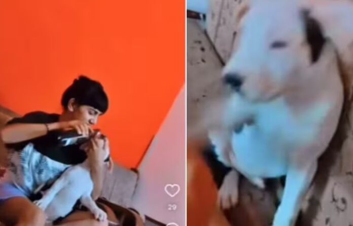 girl-drank-liquor-dog