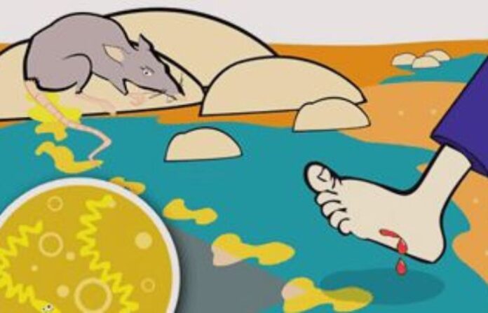 leptospira