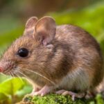 कमालच झाली… मतदान यंत्र ठेवलेल्या स्ट्राँगरूमचा दरवाजा चक्क उंदराने उघडला, सीसीटीव्हीमुळे कारनामा उघड