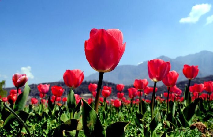 tulip