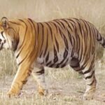 चंद्रपूरमध्ये एकाच दिवशी वाघाच्या हल्ल्यात दोन ठार