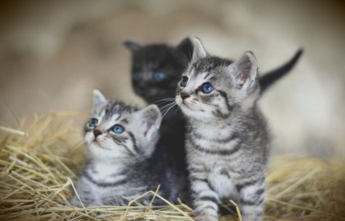 kittens cat