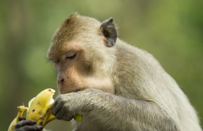 monkey with banana