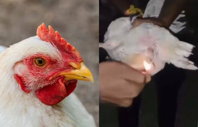 4 Boys Insert Firecracker In Hen's Rectum & Burst It