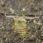 bobbit worm