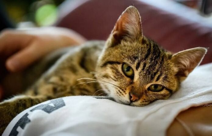 cat-1