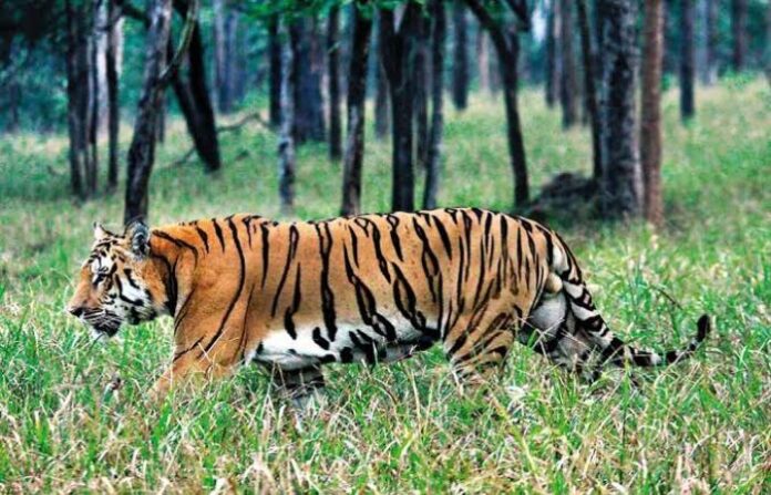 tiger