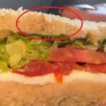 sandwich worm