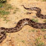 snake