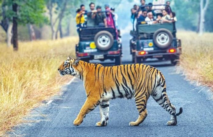 tiger
