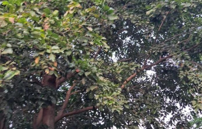 Karanj tree