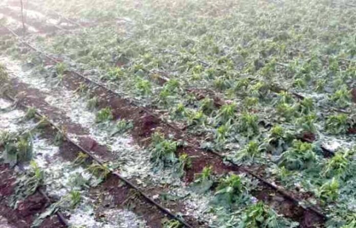 hailstorm