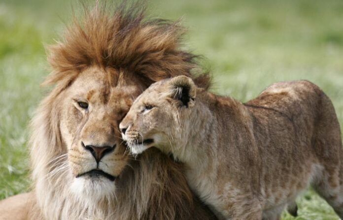 lion