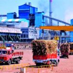 सांगलीत 22 लाख टन उसाचे गाळप; अतिवृष्टी, पावसाने उत्पन्न घटले; सरासरी उतारा 9.27 टक्के