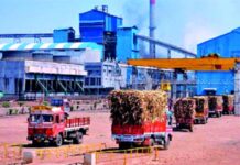 सांगलीत 22 लाख टन उसाचे गाळप; अतिवृष्टी, पावसाने उत्पन्न घटले; सरासरी उतारा 9.27 टक्के