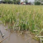 अवकाळीचा कहर, उन्हाळ्यात नदीला पूर! बीडमध्ये 30 ते 35 गावांत वादळाचे थैमान, उभी पिके आडवी झाली