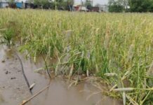 अवकाळीचा कहर, उन्हाळ्यात नदीला पूर! बीडमध्ये 30 ते 35 गावांत वादळाचे थैमान, उभी पिके आडवी झाली