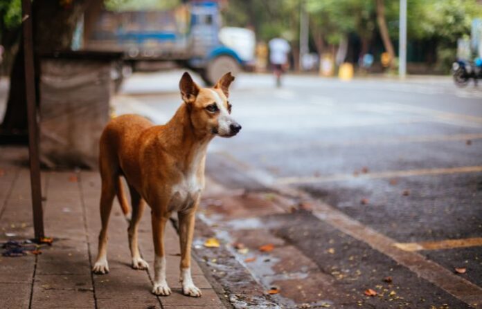 street dog