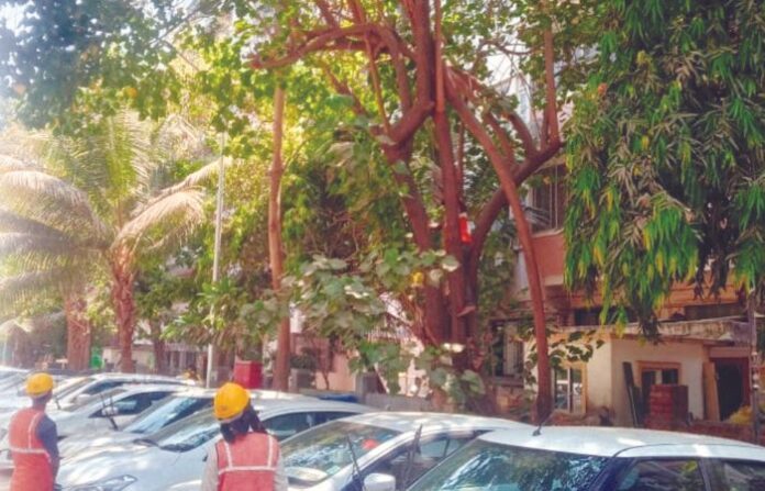 tree mumbai