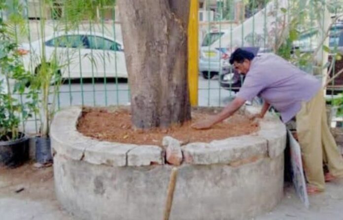 Illegal concreting made by school around trees