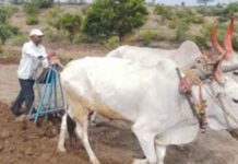 कर्जमुक्तीच्या प्रसिद्धीवर 10 कोटींची उधळपट्टी