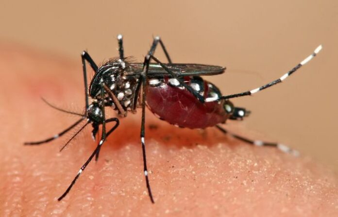 aedes aegypti