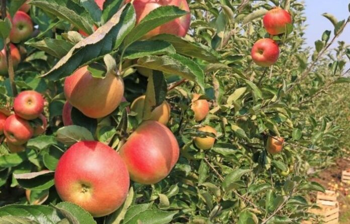 apple farm