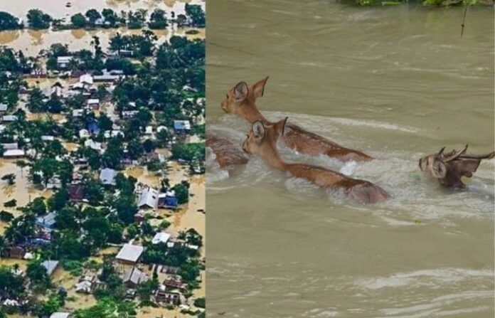 assam flood