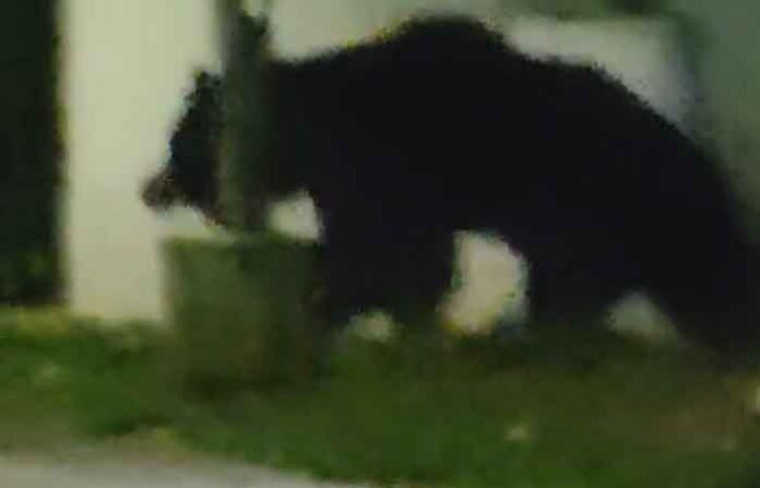 bear