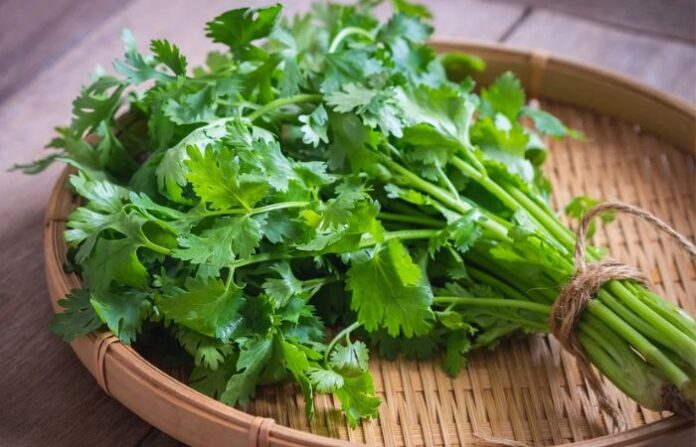 coriander