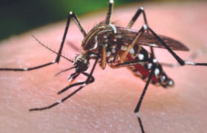 dengue