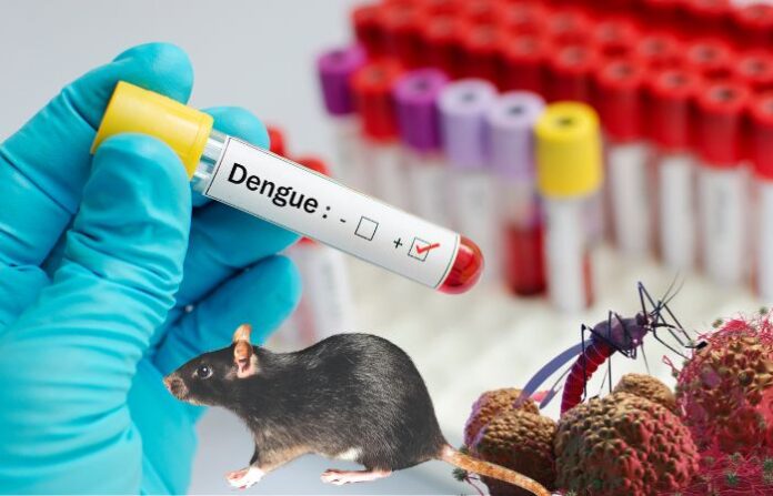 dengue malaria gastro