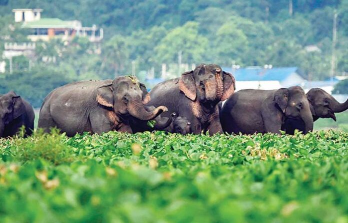 elephants in sindhudurga