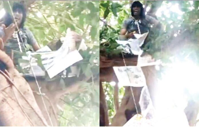 film director tried jump off tree