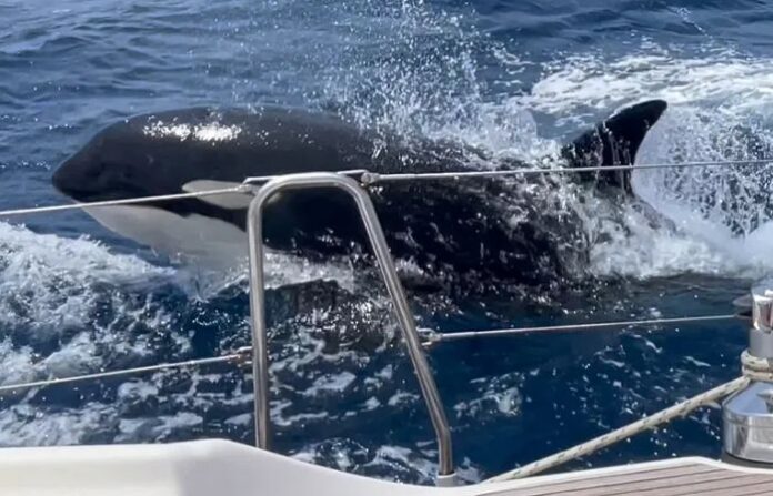 killer whale orca