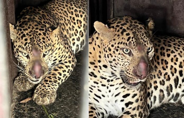 manchar leopard